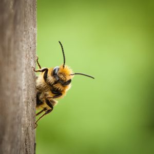 Aiuta 5000 Api